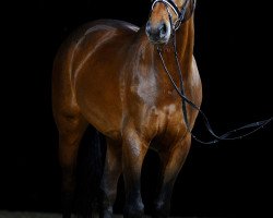 dressage horse Fabio 150 (Oldenburg, 2009, from Formidabel)