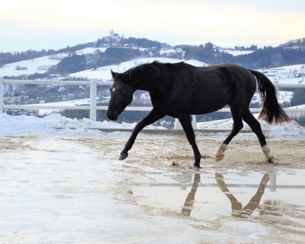 horse Melferergut's DON GIOVANNI (Oldenburg, 2014, from Dante Weltino Old)