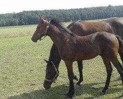 stallion Dark Hero 4 (Oldenburg show jumper, 2015, from Diatendro)