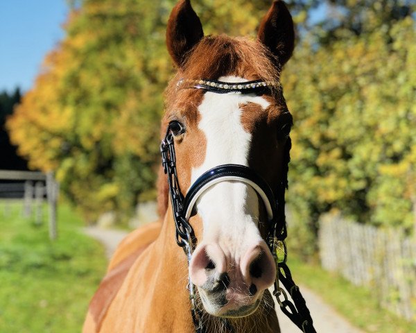 dressage horse Nonstop's Anton (German Riding Pony, 1999, from Top Nonstop)