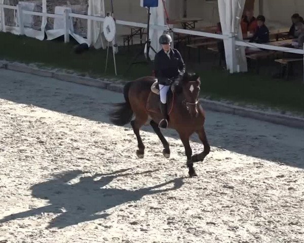 Reitturnier Horn 2018
