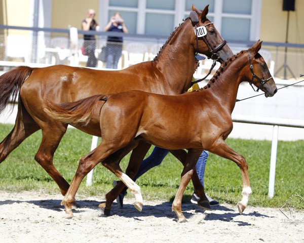 dressage horse Melferergut's Byron (Austrian Warmblood, 2017, from Best of Gold)
