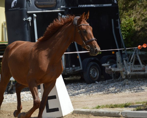 broodmare Melferergut's AMINA (Oldenburg, 2015, from Dimaggio)