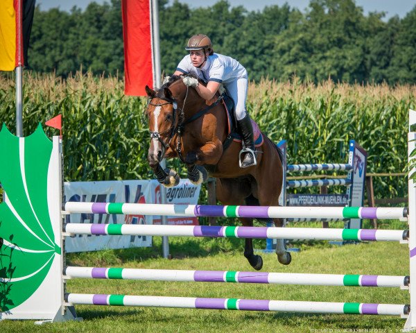 jumper Spiderman 8 (Hanoverian, 2008, from Stolzenberg)