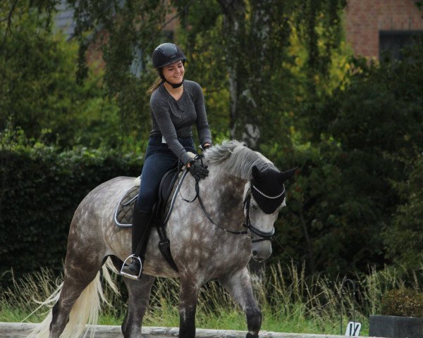 dressage horse Flow Rider (Oldenburg, 2011, from Fairbanks)