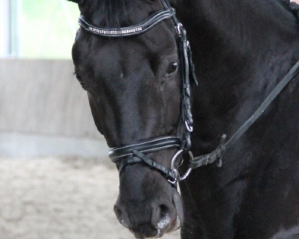 dressage horse Romano Royal (Oldenburg, 2008, from Rosario 37)