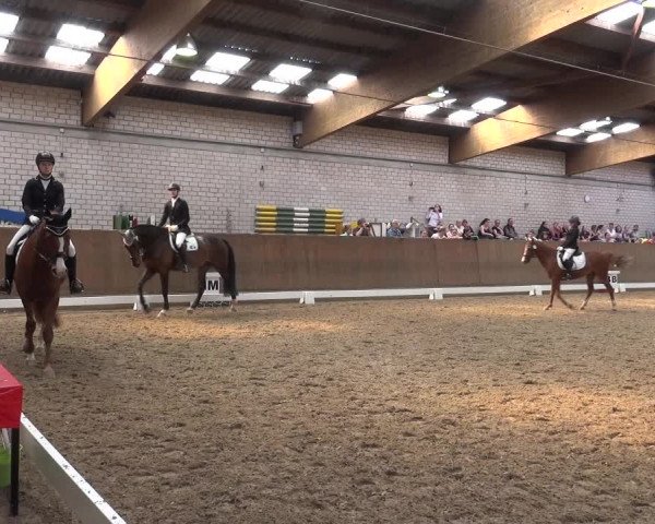 Reitturnier Leverkusen-Rheindorf 2018