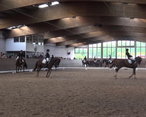Reitturnier Leverkusen-Rheindorf 2018
