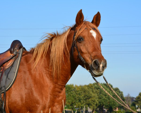 broodmare Mohra (Arabian purebred, 1999, from Naseri EAO)