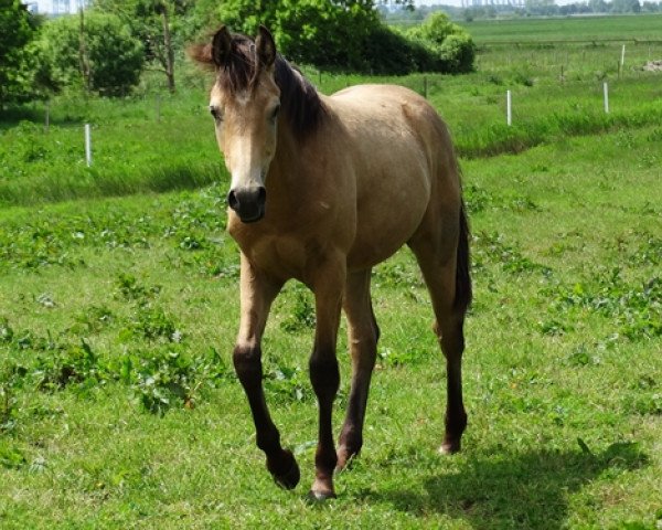 Pferd Pinar (Araber-Berber, 2017, von Heclair D'Arbremort)