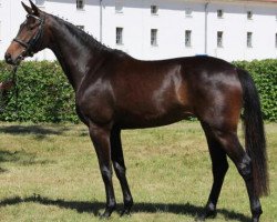 broodmare Mary Poppins (German Sport Horse, 2012, from Casskeni II)