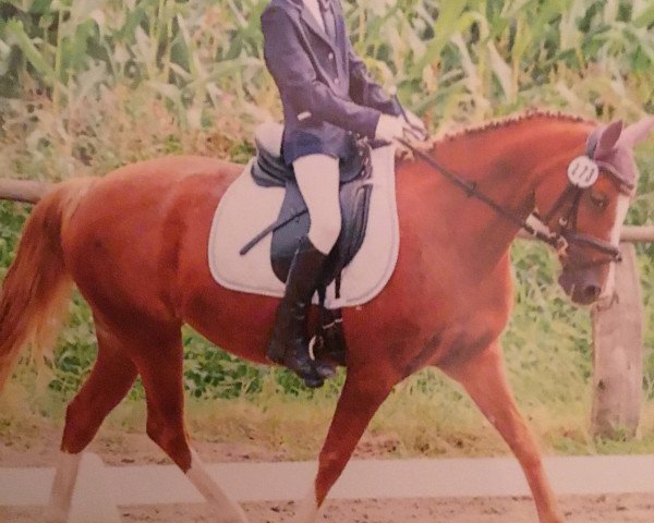 broodmare Cimberly 17 (German Riding Pony, 2003, from Giglberg Spotlight)