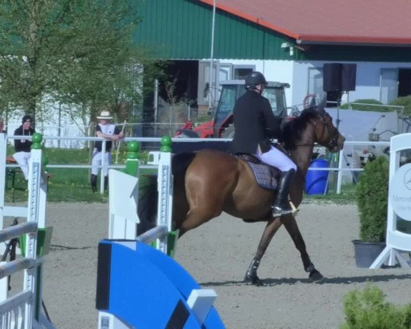 Reitturnier Langenau 2018