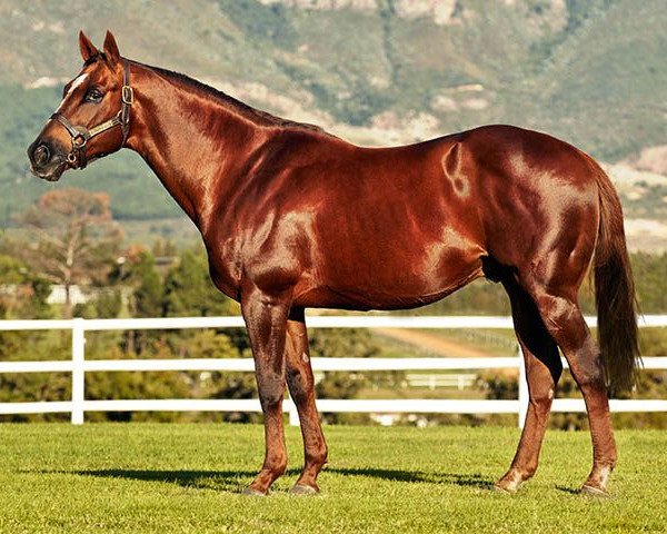 Deckhengst Horse Chestnut xx (Englisches Vollblut, 1995, von Fort Wood xx) Deckhengst Horse Chestnut xx (Englisches Vollblut, 1995, von Fort Wood xx)