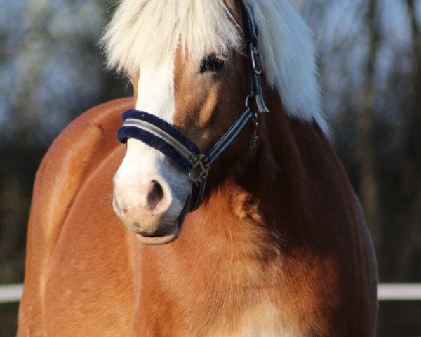 broodmare Annika (Haflinger, 2011, from Albano (25% ox))