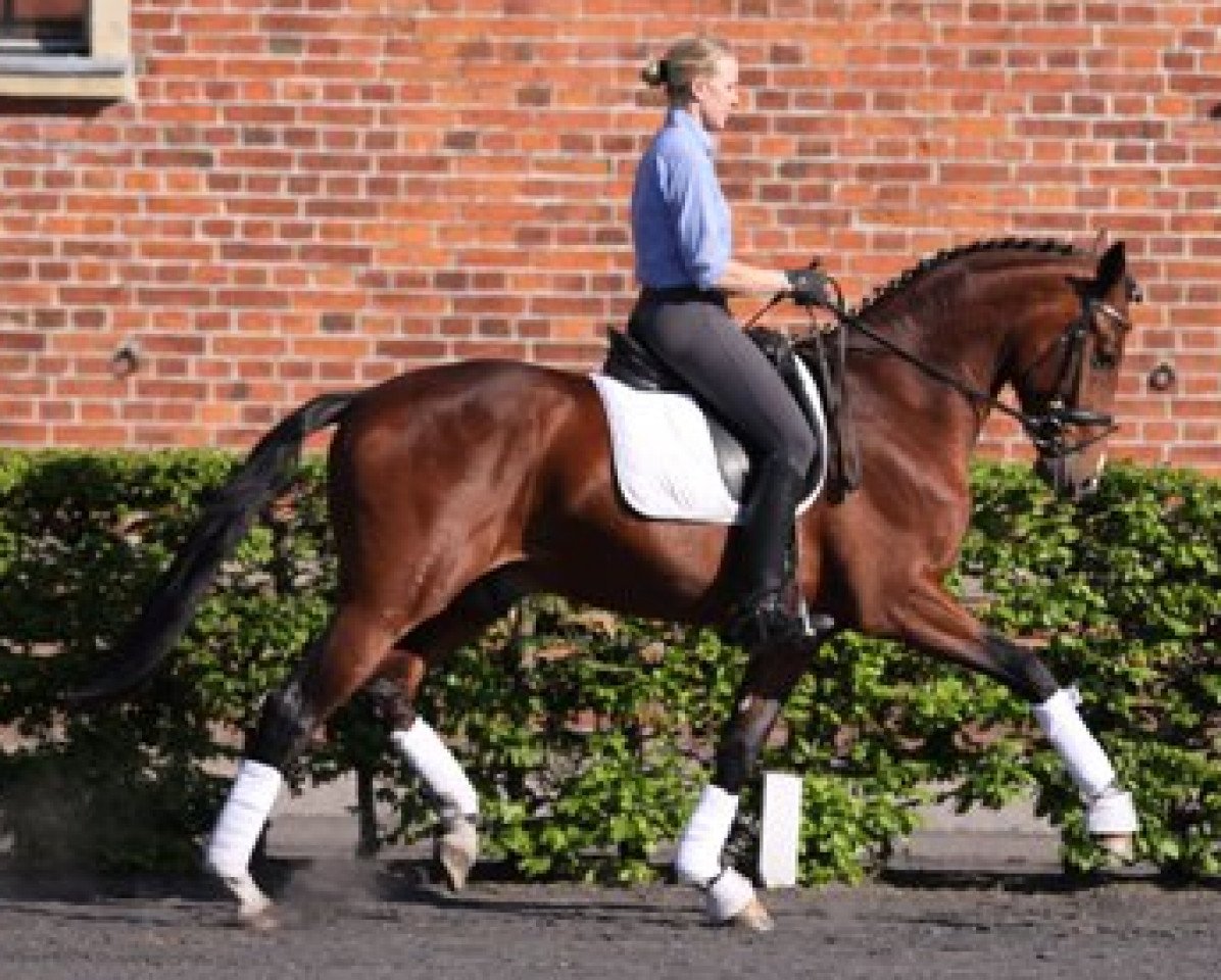 dressage horse San Bernadino 3 (Hanoverian, 2006, from Sandro Hit)