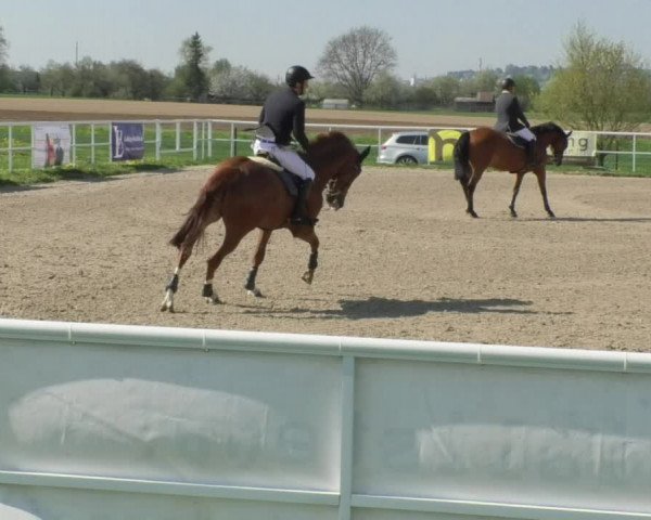 Reitturnier Langenau 2018
