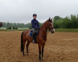 jumper Randolf 15 (German Sport Horse, 2007, from Ramesside)