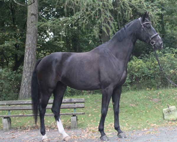 dressage horse Seraphine L (German Sport Horse, 2011, from Sommerhit)