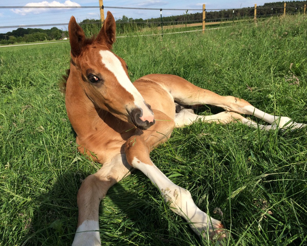 horse Balaro ML (Hanoverian, 2014, from Belconi)