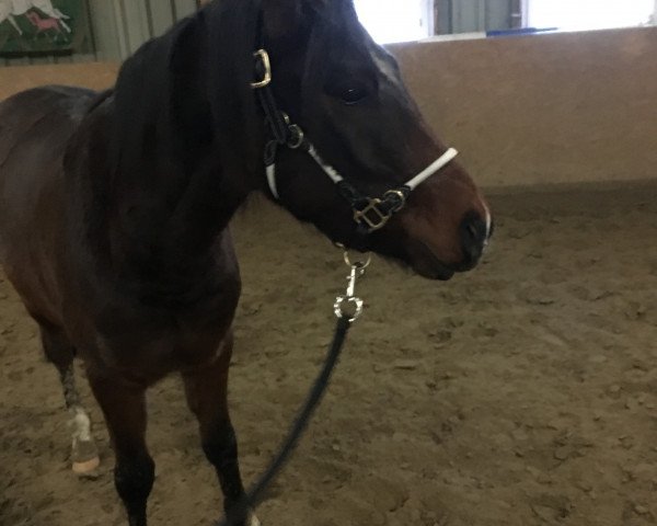 Pferd Sir Sonic (Arabisches Halbblut / Partbred, 2015, von Seven seas of love)