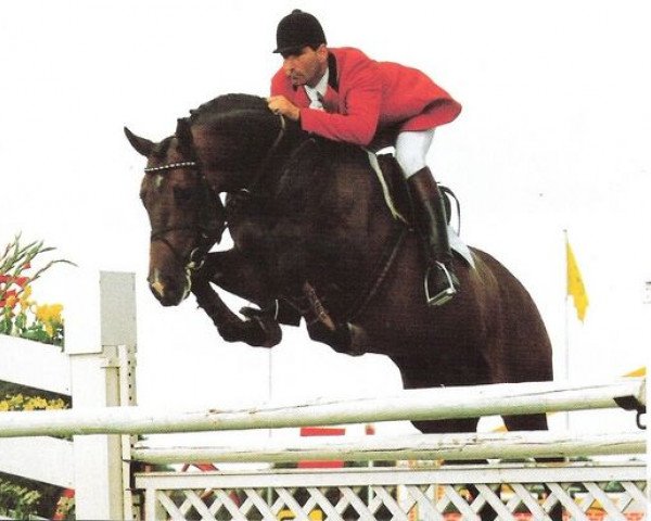 Deckhengst Enrico AA (Anglo-Araber, 1986, von Fast AA)