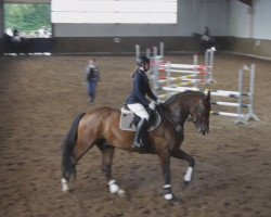 jumper Gaitano 21 (Hanoverian, 2012, from Graf Top)