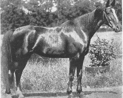 broodmare Auguste Norton (NL) (Traber, 1933, from Norton B (NL))