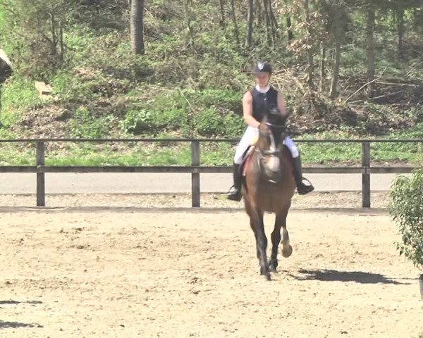 Reitturnier Sins-Attenschwil 2018