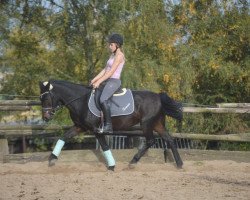 jumper Belle Fleur 51 (Dutch Pony, 2005)