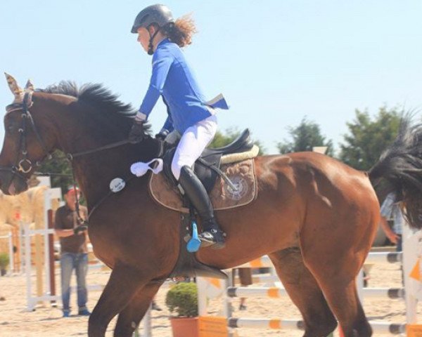 jumper Quinero (Westphalian, 2007, from Quality 9) jumper Quinero (Westphalian, 2007, from Quality 9)