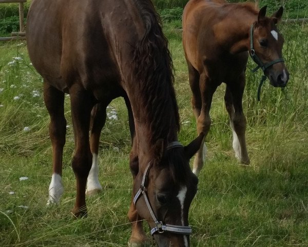 broodmare Royal Robina (Hanoverian, 2001, from Rohdiamant)
