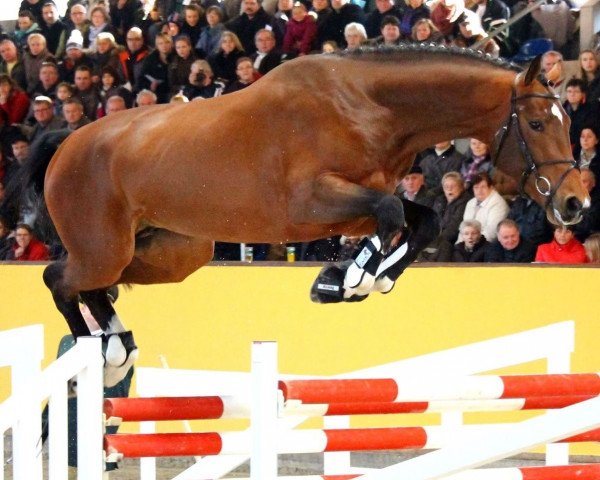 Deckhengst Novum (Oldenburger Springpferd, 2012, von Numero Uno)