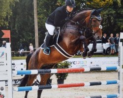jumper Calisto Blue B (Westphalian, 2010, from Congress)