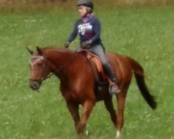 horse Donovan 71 (Württemberger, 1996, from Dornenkönig)