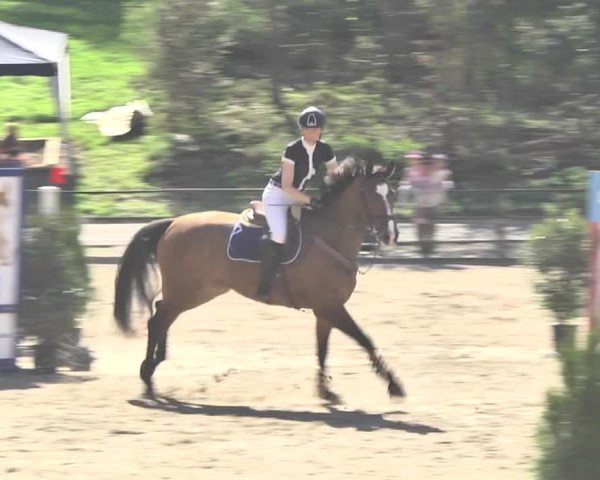 Reitturnier Sins-Attenschwil 2018