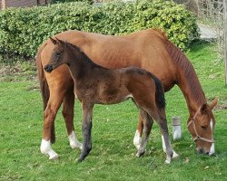 broodmare Venice (Trakehner, 2017, from Helium)