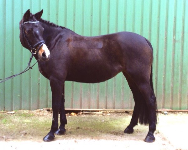 jumper Zuckerpuppe 42 (Pony without race description, 2006)