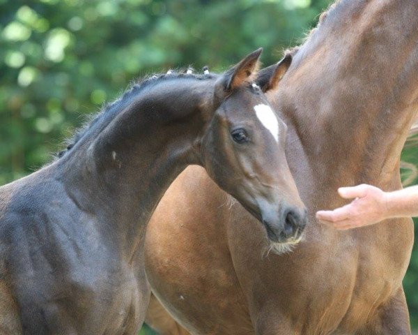 horse For Romantic (Oldenburg, 2017, from For Dance)