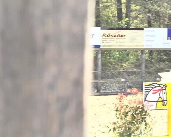 Reitturnier Sins-Attenschwil 2018
