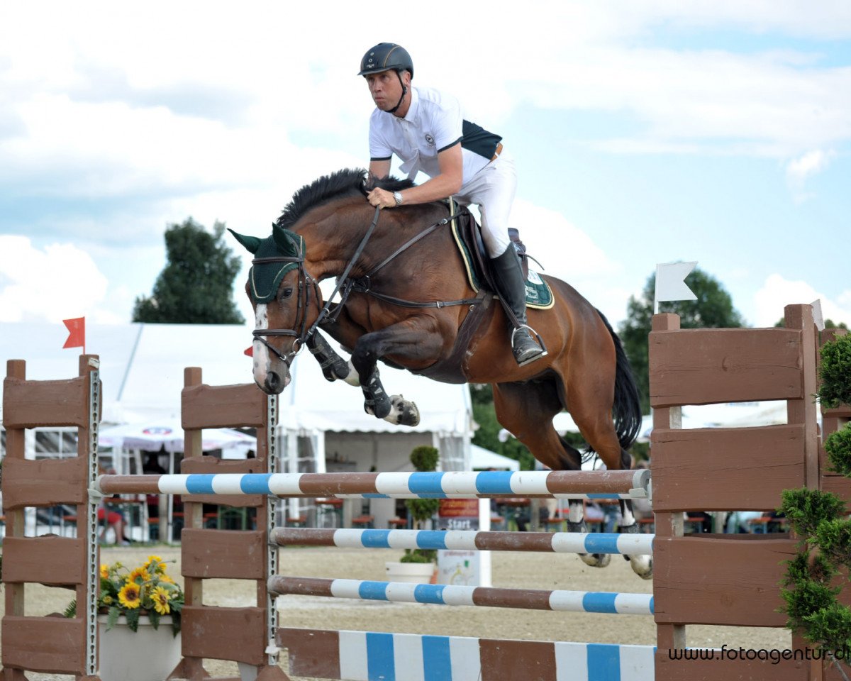 jumper Bootsmann 14 (Hanoverian, 2007, from Balou du Rouet)