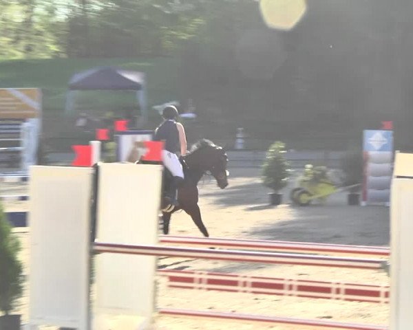 Reitturnier Sins-Attenschwil 2018