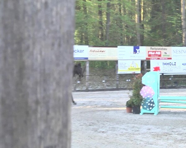 Reitturnier Sins-Attenschwil 2018