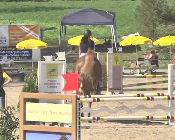 Reitturnier Sins-Attenschwil 2018