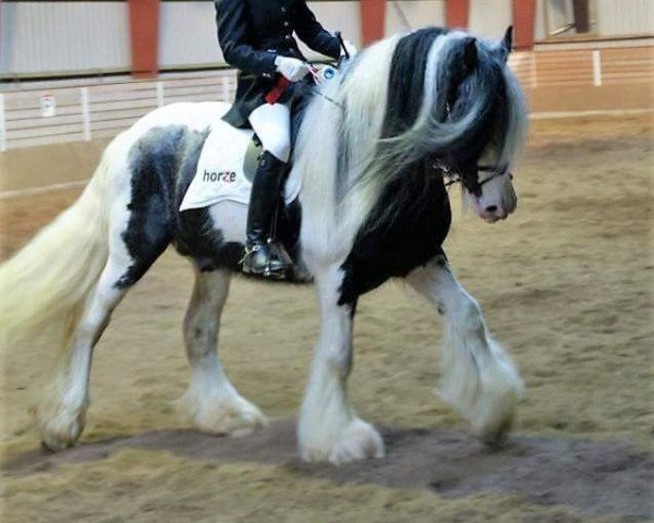 stallion Nordlicht's Le Ninja (Tinker / Irish Cob / Gypsy Vanner, 2005)