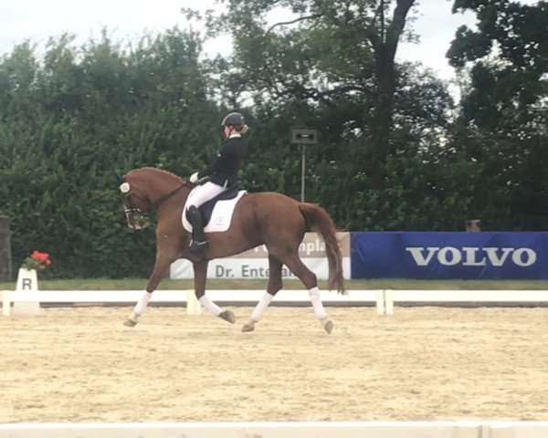 dressage horse Elfe (Hanoverian, 1997, from Escudo I)