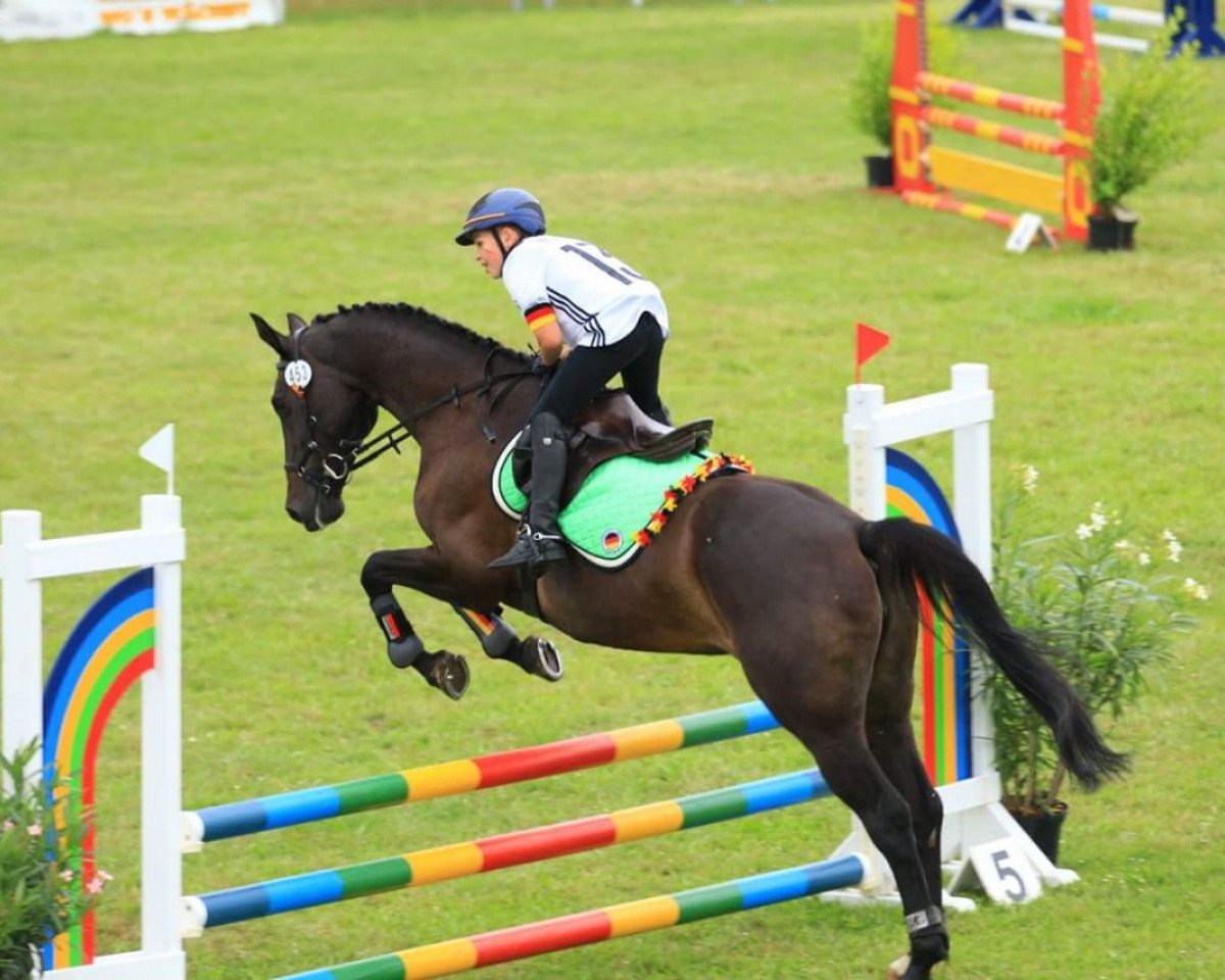 Springpferd Cute and Clever (Holsteiner, 2008, von Ab 19 Chepetto)