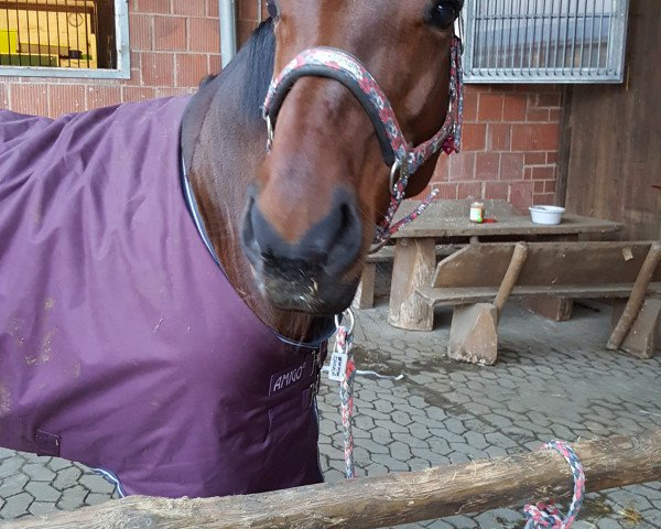 horse Davinia 45 (Hanoverian, 2009, from Davignon I)