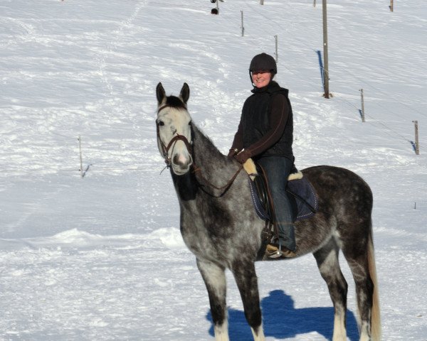 horse Domenicus (Württemberger, 2009, from Birkhofs Denario)