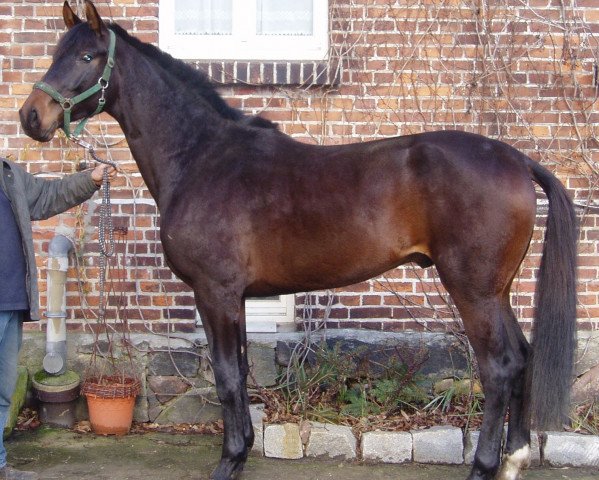 jumper Laokoon 14 (Hanoverian, 2003, from Le Primeur)